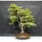 VENDU Pinus pentaphylla du Japon ref :10070173