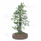 Pinus pentaphylla du Japon ref : 03070171