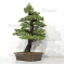 Pinus pentaphylla du Japon ref : 03070172