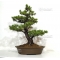 Pinus pentaphylla du Japon ref : 03070173