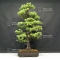 plus tard Pinus pentaphylla du Japon ref : 1707017