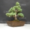 Pinus pentaphylla ref: 070801712