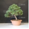 Pinus pentaphylla  ref :16080174