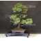Pinus pentaphylla du Japon ref :16080175