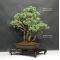 VENDU Pinus pentaphylla du Japon ref :16080176