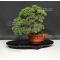 VENDU juniperus chinensis itoigawa ref : 25080172