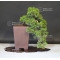 Juniperus chinensis itoigawa ref: 21080172