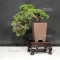 VENDU Juniperus chinensis itoigawa ref: 21080173