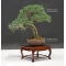 Juniperus chinensis ref:28080171