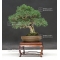 VENDU Juniperus chinensis ref:28080172