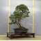 juniperus chinensis ref: 9090173