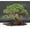juniperus chinensis itoigawa ref : 06090171