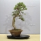 VENDU juniperus chinensis ref : 11090172