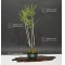 pinus densiflora ref :04090175