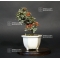 cotoneaster m. variegata ref : 20100174