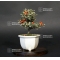 VENDU cotoneaster m. variegata ref : 20100175