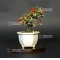 VENDU cotoneaster m. variegata ref : 20100176