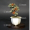 VENDU cotoneaster m. variegata ref : 20100177