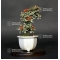 VENDU cotoneaster m. variegata ref : 20100179