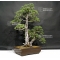 PT Pinus pentaphylla du Japon ref :17110172