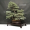 Pinus pentaphylla du Japon ref :19110173