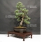 Pinus pentaphylla du Japon ref : 21110173
