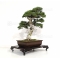 vendu juniperus chinensis var itoigawa 28020184