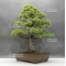 Pinus pentaphylla 25040184
