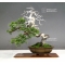Juniperus chinensis itoigawa 18050182
