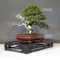 VENDU Juniperus chinensis itoigawa 18050182