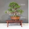 Juniperus chinensis itoigawa 18050183