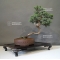 Juniperus chinensis  25050186