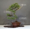 Juniperus chinensis  25050187