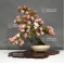 VENDU Rhododendron laeteritium gokko 25050189
