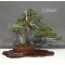 VENDU Juniperus chinensis  28050182