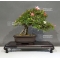 Rhododendron laeteritium goho no hikari 28050183