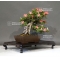 rhododendron laeteritium nisho no hikari 28050184