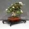 rhododendron laeteritium tensho 28050185