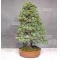 Pinus pentaphylla ref: 22060181