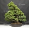Pinus pentaphylla ref: 22060182