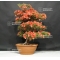 rhododendron kin no hana 22060184 PROMOTION