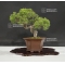 VENDU juniperus chinensis itoigawa ref 25060185