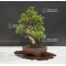 Vendu juniperus chinensis itoigawa ref 25060186