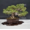 juniperus chinensis itoigawa ref 25060187
