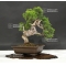 juniperus chinensis itoigawa ref 250601810