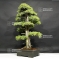 juniperus rigida ref: 29060184
