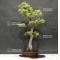 VENDU Pinus pentaphylla 04070185