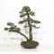 PT Pinus pentaphylla du Japon ref :06070182