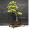VENDU Pinus pentaphylla 6070184