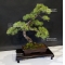 Pinus pentaphylla 9070181
